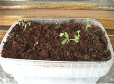 Name:  Adacayi2.gif
Views: 4298
Size:  23.3 KB
