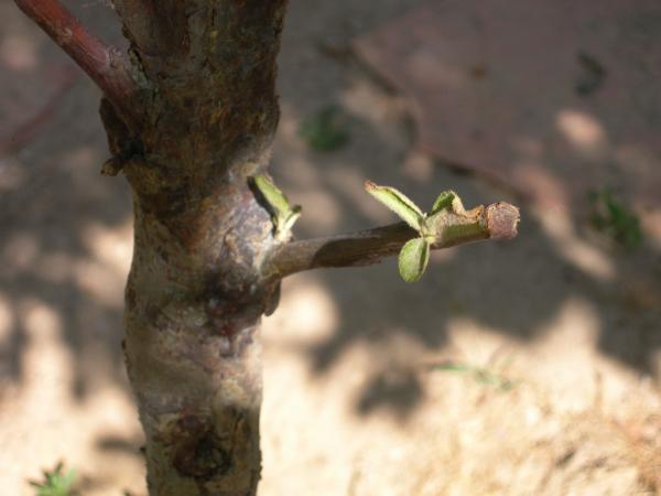 Name:  DSCN7154.jpg
Views: 6796
Size:  25.7 KB