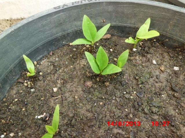 Name:  CIMG4306.jpg
Views: 1538
Size:  64.4 KB