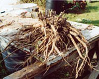Name:  paen2.jpg
Views: 2281
Size:  13.9 KB