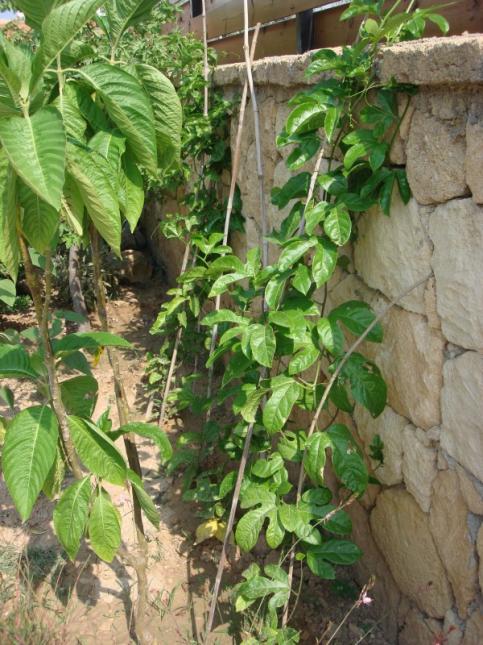 Name:  Passiflora edulis.jpg
Views: 1206
Size:  71.4 KB