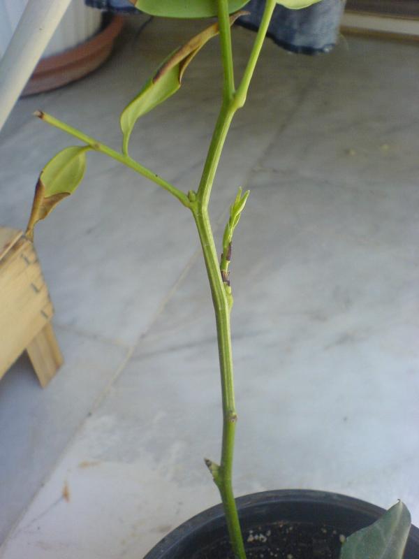 Name:  elik1.jpg
Views: 4650
Size:  33.2 KB