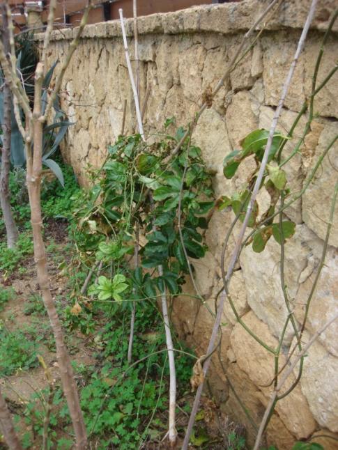Name:  Passiflora edulis.jpg
Views: 1009
Size:  71.2 KB