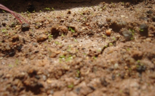 Name:  irishmoss.JPG
Views: 6185
Size:  50.8 KB