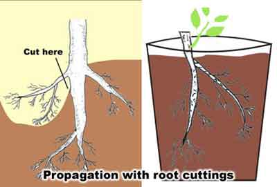 Name:  Root cuttings.jpeg
Views: 6310
Size:  9.1 KB