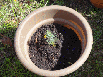 Name:  DSC00297.gif
Views: 1060
Size:  62.8 KB
