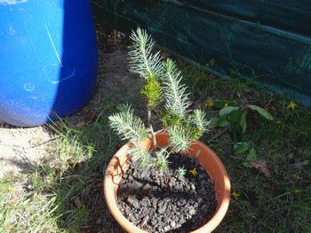 Name:  DSC00299.gif
Views: 1010
Size:  60.6 KB
