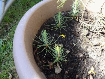 Name:  DSC00292.gif
Views: 1021
Size:  69.9 KB