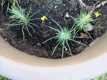 Name:  DSC00293.gif
Views: 1049
Size:  62.2 KB