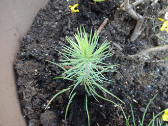Name:  DSC00294.gif
Views: 1027
Size:  68.6 KB