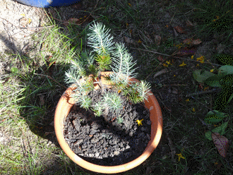 Name:  DSC00301.gif
Views: 976
Size:  64.8 KB