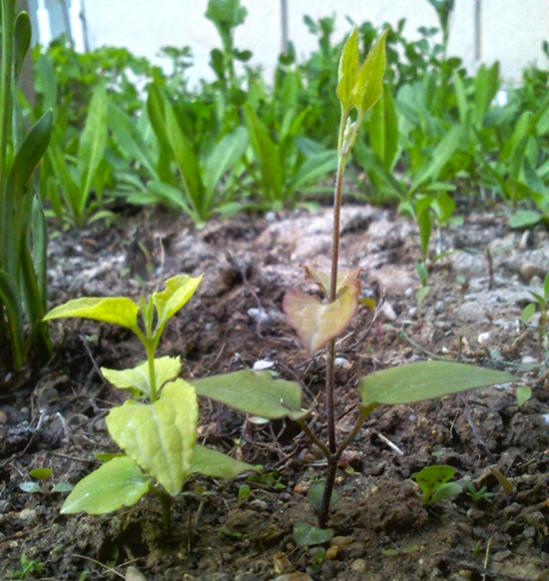 Name:  clematis.jpg
Views: 952
Size:  61.0 KB