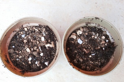Name:  Soil mixture.jpg
Views: 701
Size:  55.9 KB