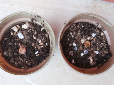 Name:  Sowin' seeds.jpg
Views: 677
Size:  54.0 KB