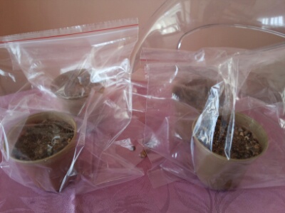 Name:  Zipped pots.jpg
Views: 705
Size:  38.5 KB