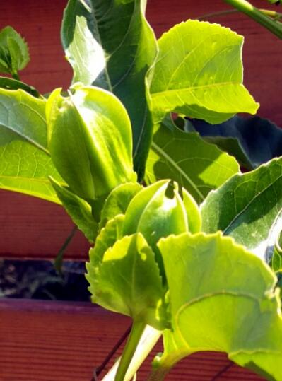 Name:  Passiflora edulis flower buds.jpg
Views: 800
Size:  33.4 KB