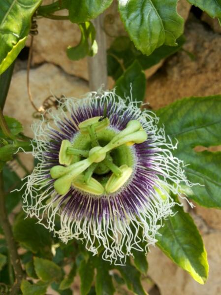 Name:  Passiflora edulis & ant.jpg
Views: 836
Size:  47.4 KB