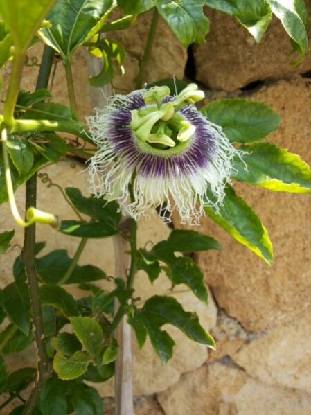 Name:  Passiflora edulis 1st.flower of 2014.jpg
Views: 829
Size:  46.1 KB