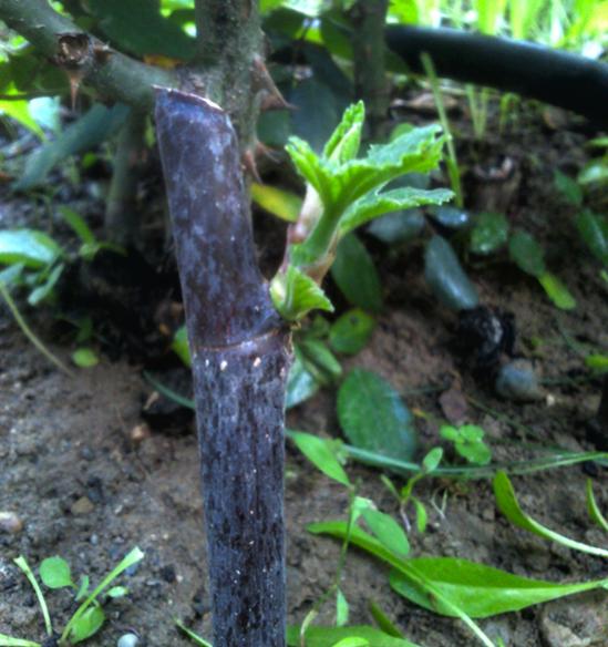Name:  incir_celikle_cogaltma.jpg
Views: 8643
Size:  51.2 KB
