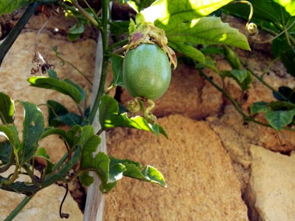 Name:  Passiflora edulis journey from seed to fruit.jpg
Views: 763
Size:  47.4 KB