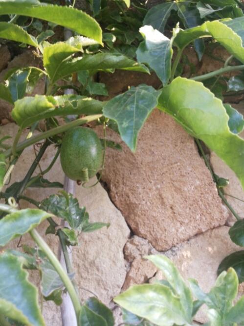 Name:  Single fruit of Passiflora edulis .jpg
Views: 680
Size:  53.7 KB
