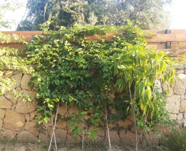 Name:  Passiflora edulis end of july 2014.jpg
Views: 713
Size:  70.6 KB