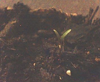 Name:  Image897.jpg
Views: 1020
Size:  13.9 KB