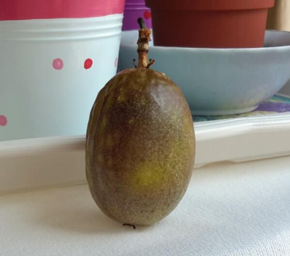 Name:  Passiflora edulis 1st.harvest end of july 2014.jpg
Views: 627
Size:  26.8 KB