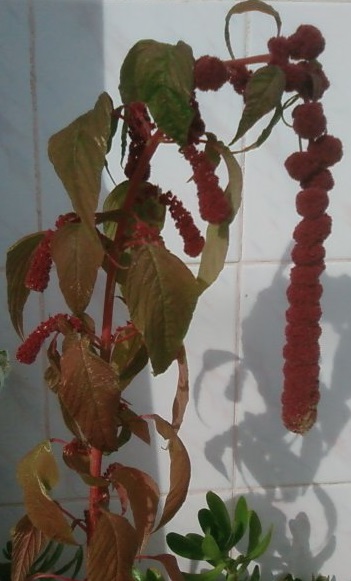 Name:  Fotoraf3409.jpg
Views: 830
Size:  61.7 KB