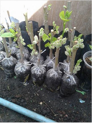 Name:  Image-0159.jpg
Views: 9321
Size:  39.0 KB