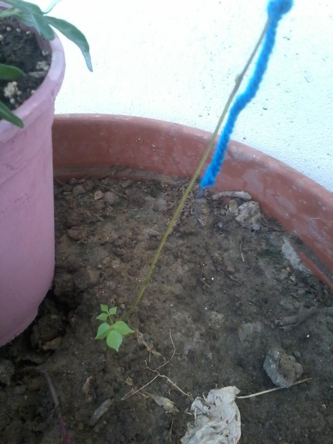 Name:  20150510_143407.jpg
Views: 1142
Size:  64.0 KB
