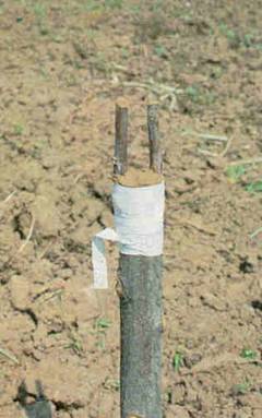 Name:  asilam14.jpg
Views: 1554
Size:  17.5 KB