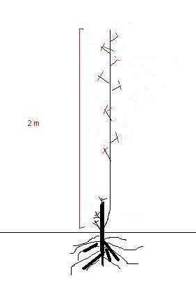 Name:  8.JPG
Views: 14238
Size:  8.5 KB