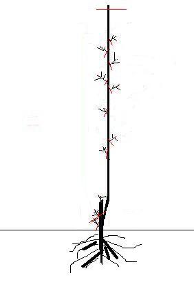 Name:  10.JPG
Views: 14220
Size:  8.3 KB