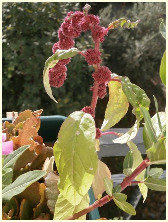 Name:  Tilki Kuyruu - Amaranthus caudatus.jpg
Views: 752
Size:  65.9 KB