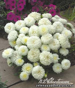 Name:  99725136_large_karlikovaya.jpg
Views: 11452
Size:  22.9 KB