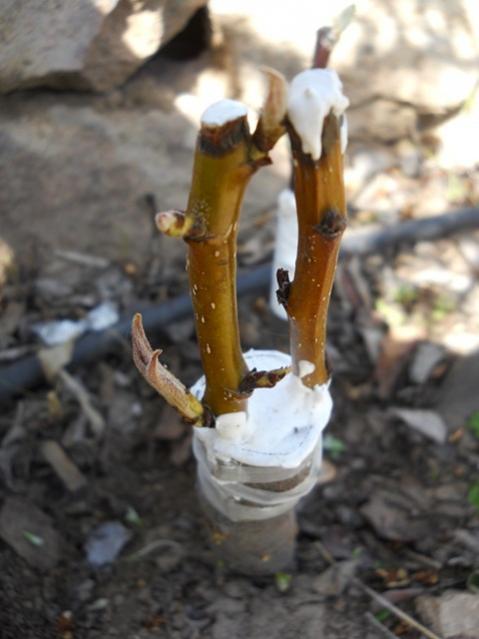 Name:  DSCN8023.jpg
Views: 1534
Size:  35.0 KB