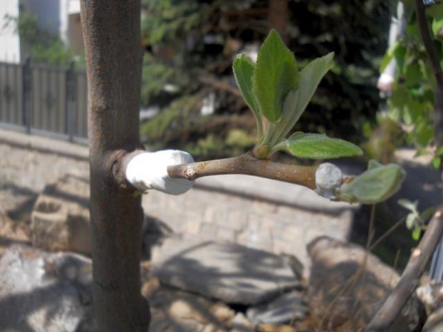 Name:  DSCN8028.jpg
Views: 1455
Size:  35.1 KB