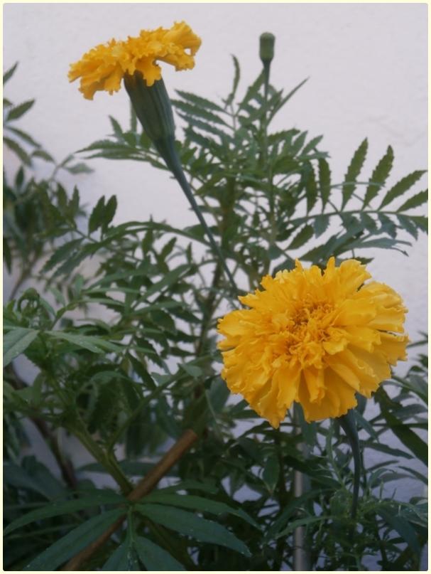 Name:  Boylu Kadife (Tagetes erecta).jpg
Views: 1654
Size:  62.6 KB