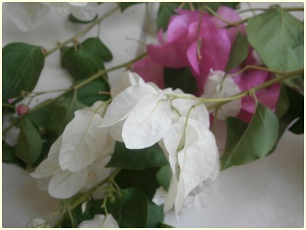 Name:  Pembe-Beyaz iekli Begonvil.jpg
Views: 1661
Size:  27.8 KB