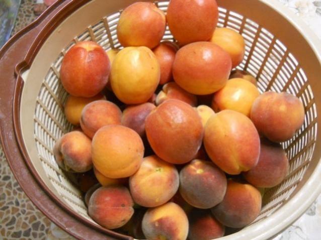 Name:  DSCN7362 roksana 2.jpg
Views: 1242
Size:  46.5 KB