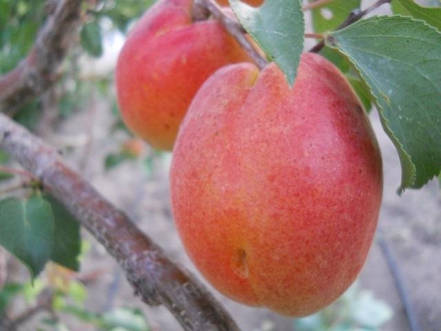 Name:  DSCN7261 roksana 3.jpg
Views: 1237
Size:  60.9 KB