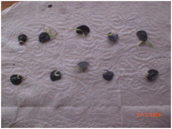 Name:  Image00005.jpg
Views: 3188
Size:  32.7 KB