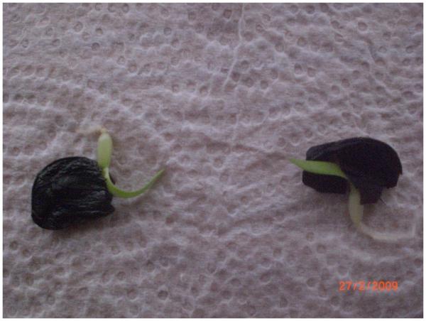 Name:  Image00004.jpg
Views: 3282
Size:  37.6 KB