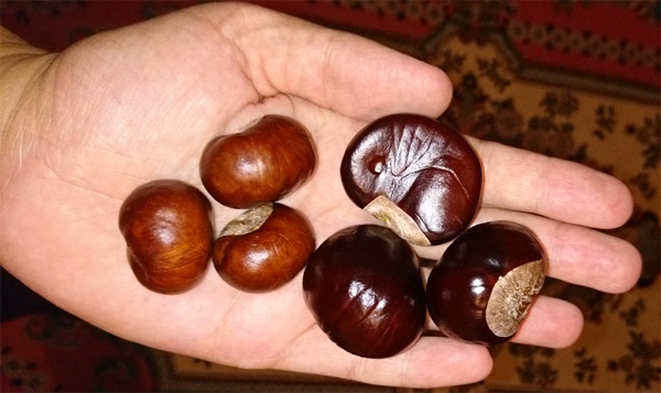 Name:  Aesculus.jpg
Views: 614
Size:  58.2 KB