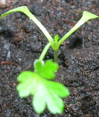 Name:  003.JPG
Views: 7537
Size:  61.1 KB