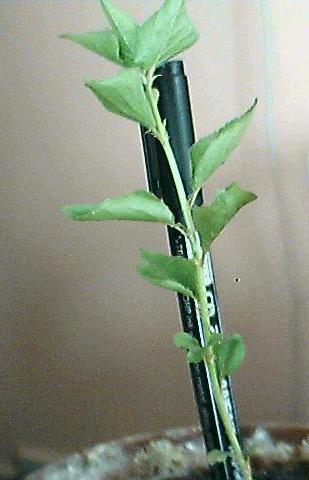 Name:  kays 1.jpg
Views: 17597
Size:  21.8 KB