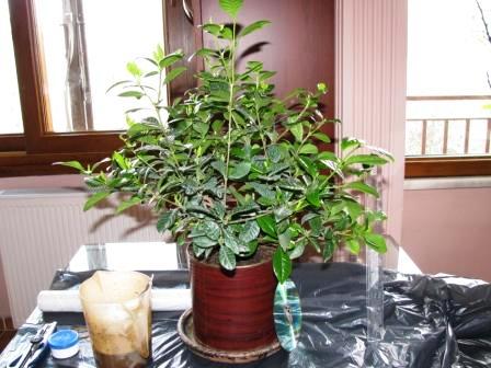 Name:  IMG_0114s.jpg
Views: 1406
Size:  35.6 KB
