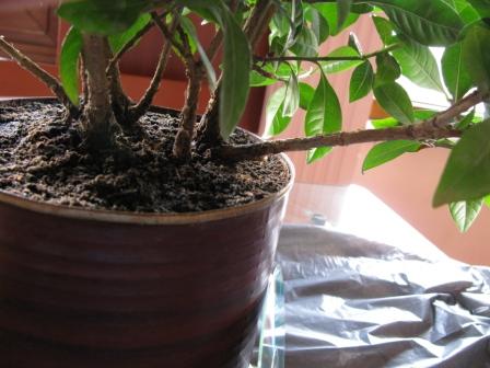 Name:  IMG_0117s.jpg
Views: 1420
Size:  29.9 KB