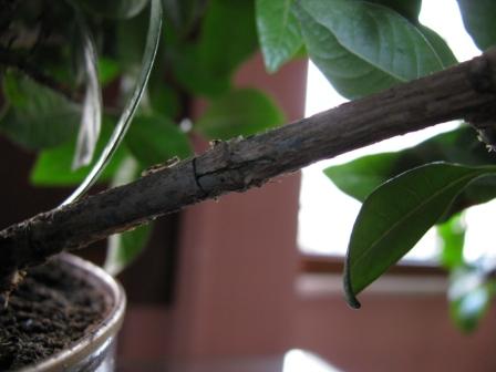 Name:  IMG_0122s.jpg
Views: 1355
Size:  20.6 KB